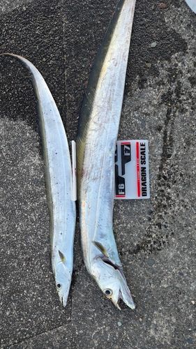 タチウオの釣果