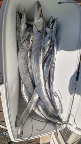 タチウオの釣果