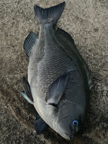 メジナの釣果
