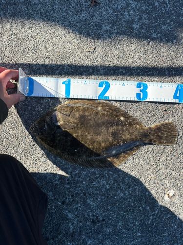 マコガレイの釣果