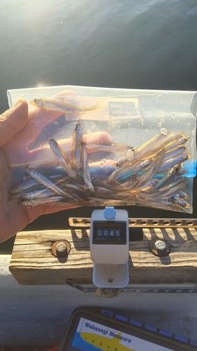 ワカサギの釣果