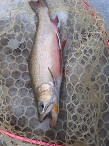 ブルックトラウトの釣果