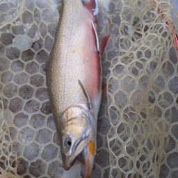 ブルックトラウト