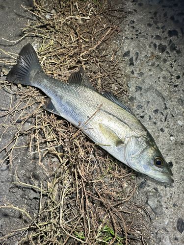 セイゴ（マルスズキ）の釣果