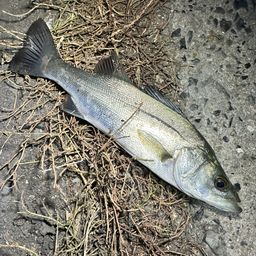 セイゴ（マルスズキ）