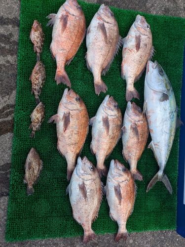 マダイの釣果