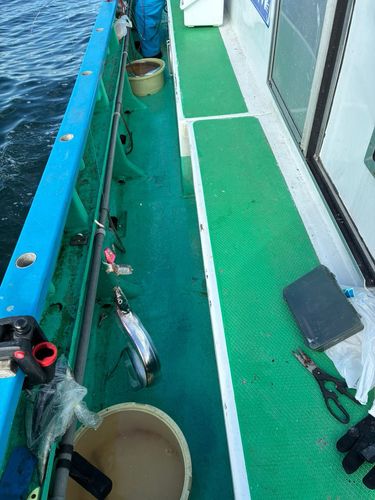 タチウオの釣果