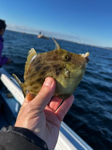 カワハギの釣果
