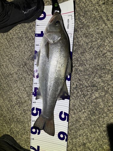 フッコ（ヒラスズキ）の釣果