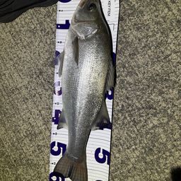 フッコ（ヒラスズキ）