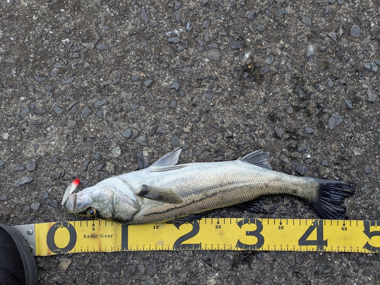 SHIMANO 23ディアルーナ S90Lの最安値・インプレ・釣果 | 本音の口コミ