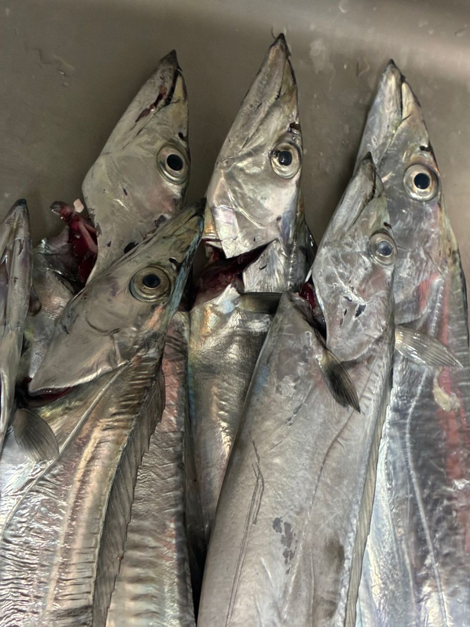 AiSakiさんの釣果 1枚目の画像