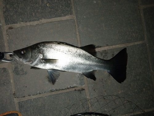 フッコ（ヒラスズキ）の釣果