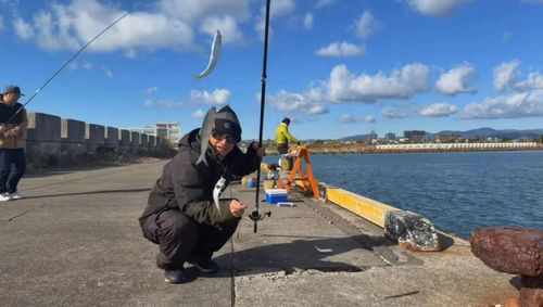イワシの釣果
