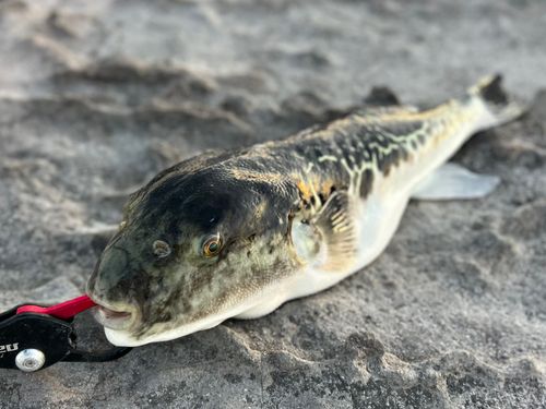トラフグの釣果