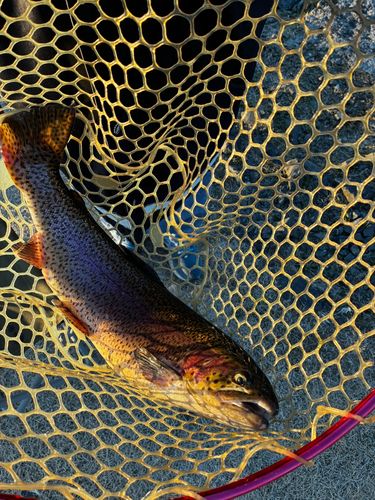 ヤシオマスの釣果