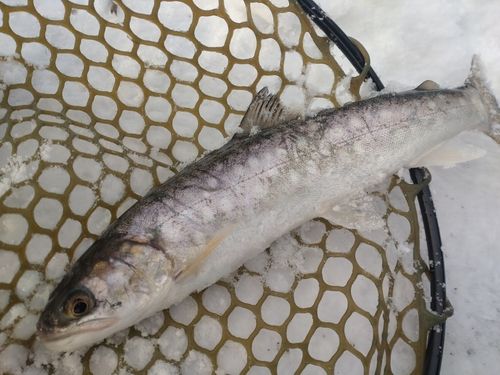 アメマスの釣果