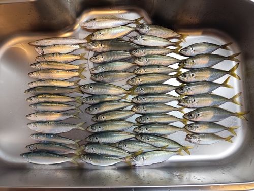 アオアジの釣果