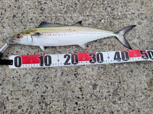 サゴシの釣果