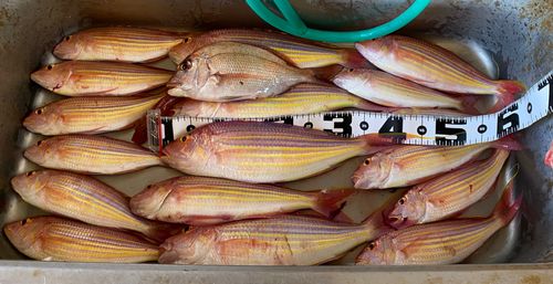 イトヨリダイの釣果