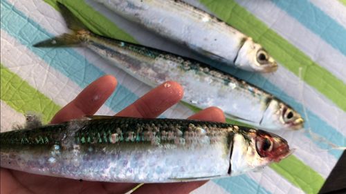 ウルメイワシの釣果