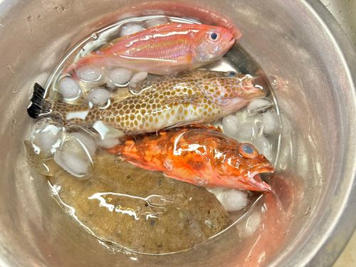 マルイカの釣果