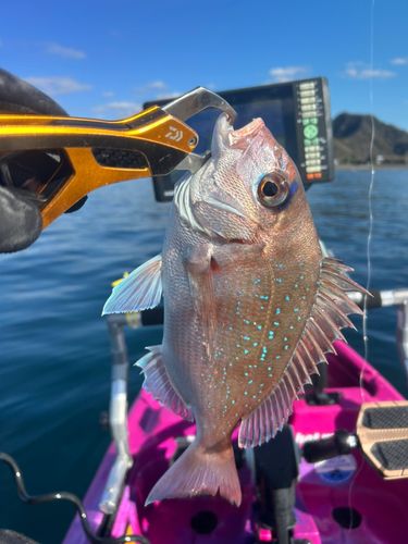 マダイの釣果