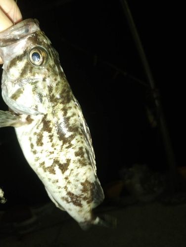 タケノコメバルの釣果