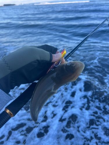 シタビラメの釣果