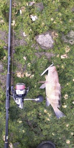 オオモンハタの釣果