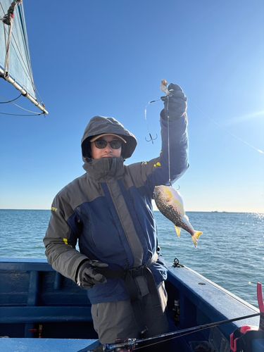 ショウサイフグの釣果