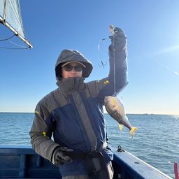 ショウサイフグ