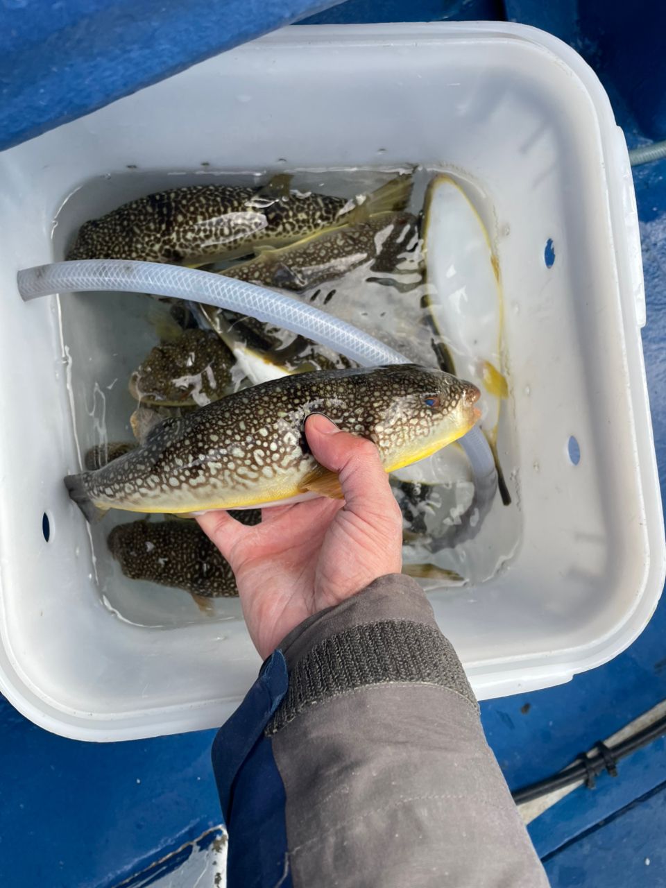 kouhe0110さんの釣果 2枚目の画像