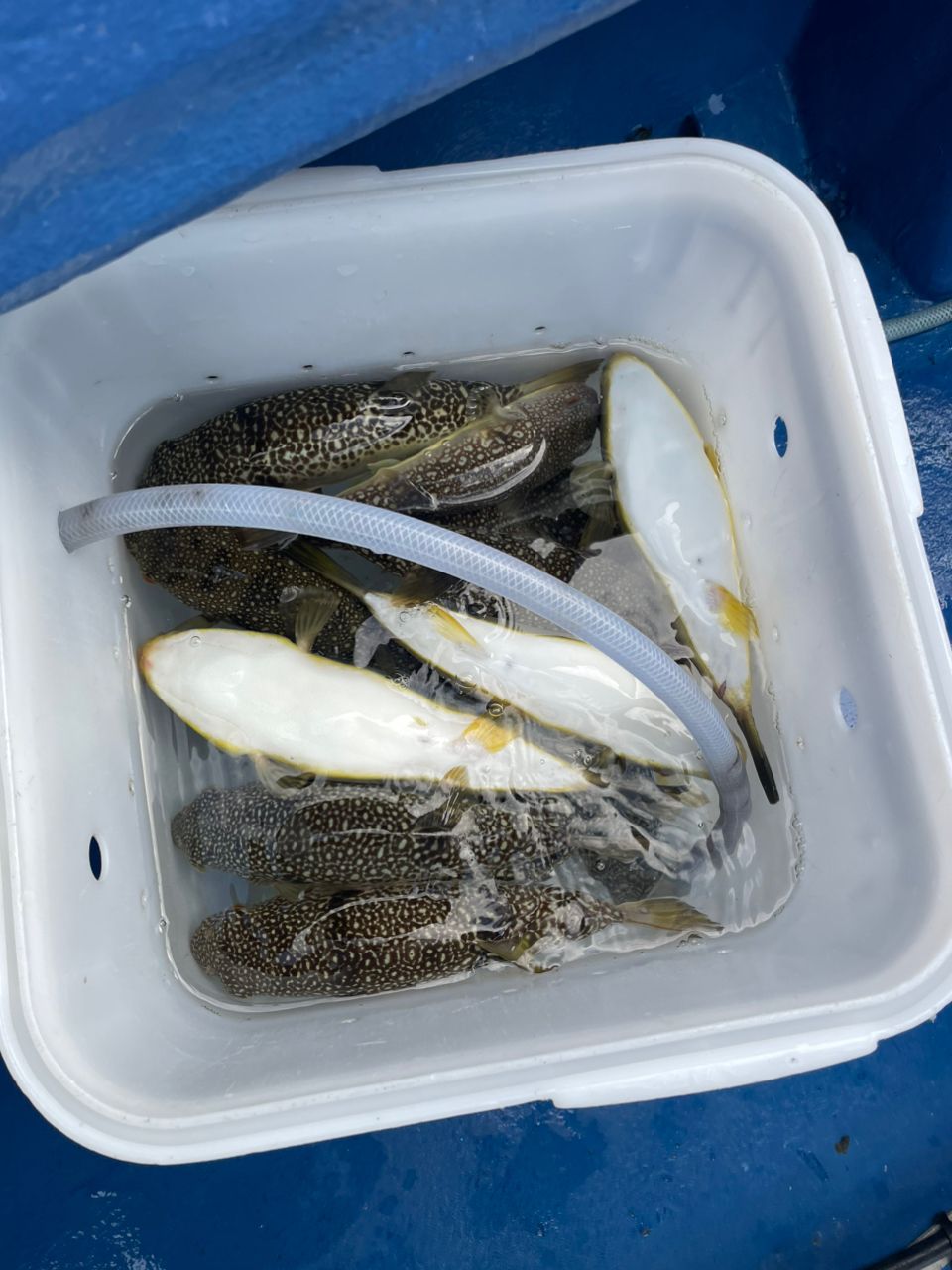 kouhe0110さんの釣果 3枚目の画像