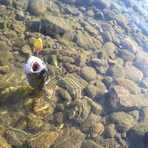 ニジマスの釣果