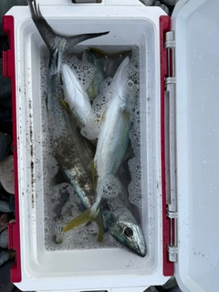 フクラギの釣果