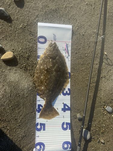 ヒラメの釣果