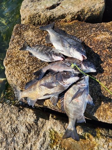 クロダイの釣果