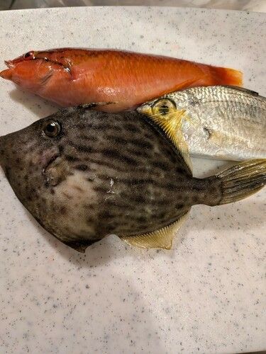 カワハギの釣果