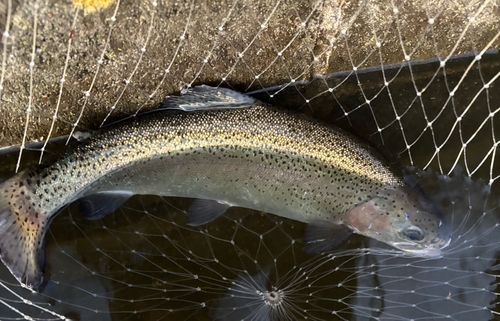 ニジマスの釣果