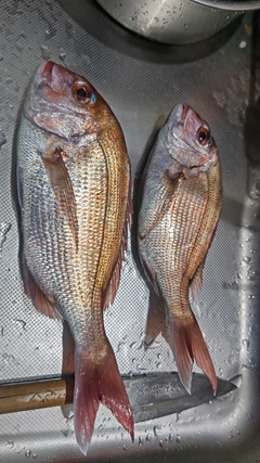 マダイの釣果