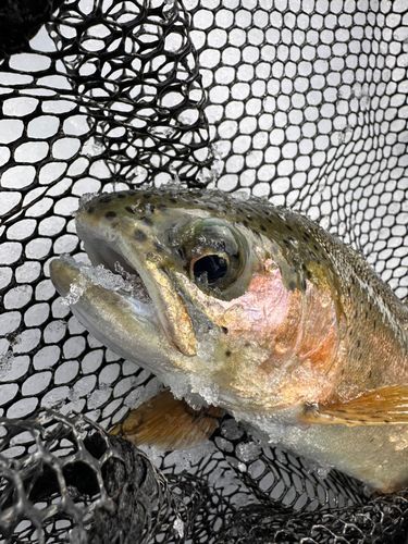 フィッシングスポットパスタイム