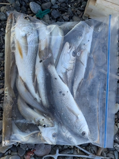 シロギスの釣果