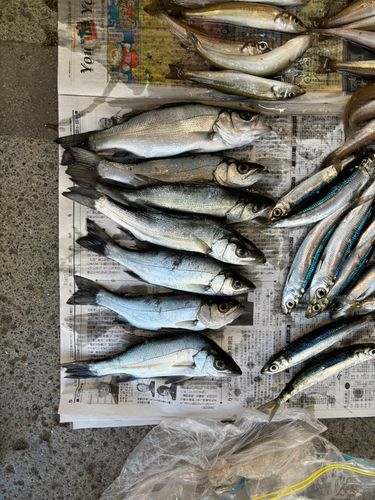 フッコ（マルスズキ）の釣果