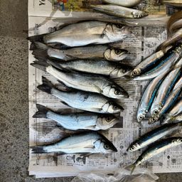 フッコ（マルスズキ）