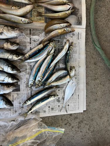 ウルメイワシの釣果
