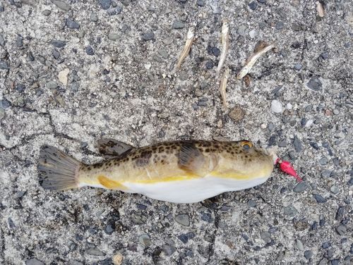 クサフグの釣果