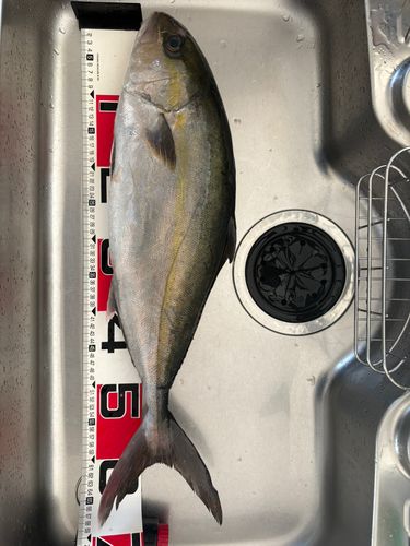 カンパチの釣果