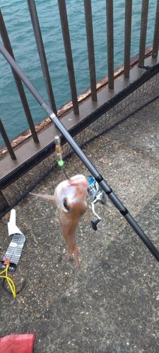 アジュール舞子