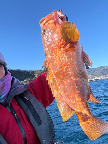 キジハタの釣果